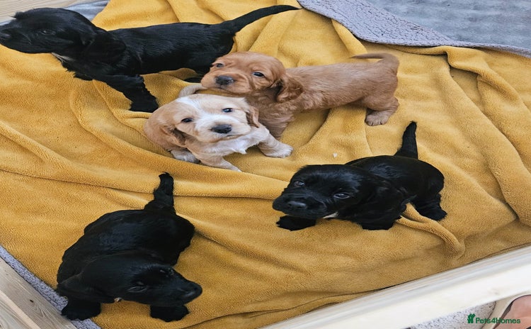 Cocker Spaniel dogs - Advert 13