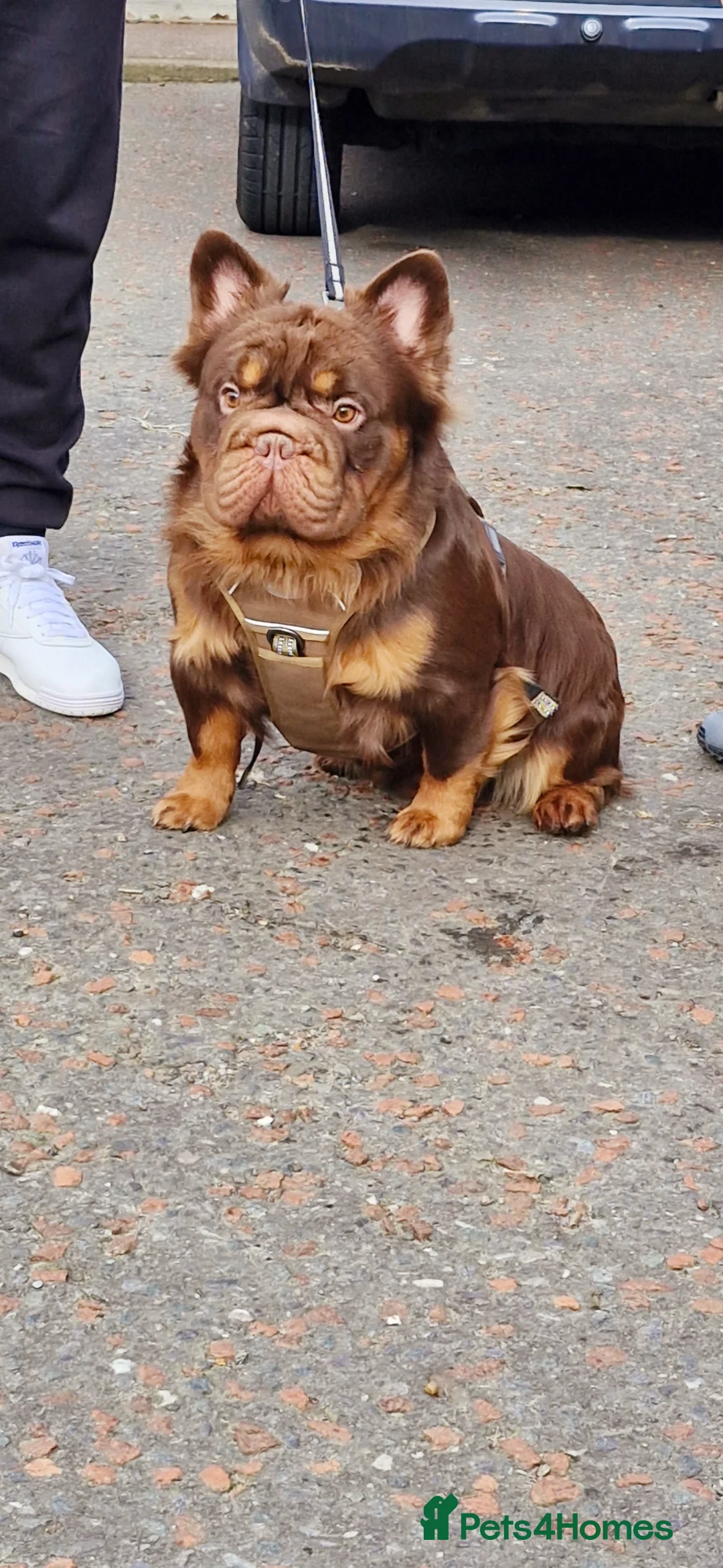 French Bulldog dogs for stud: Fluffy Rojo & Cherry Tan Big** STUD From £500 - Advert 2