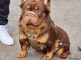 French Bulldog dogs Fluffy Rojo & Cherry Tan Big** STUD From £500 in South Ockendon - Advert 2