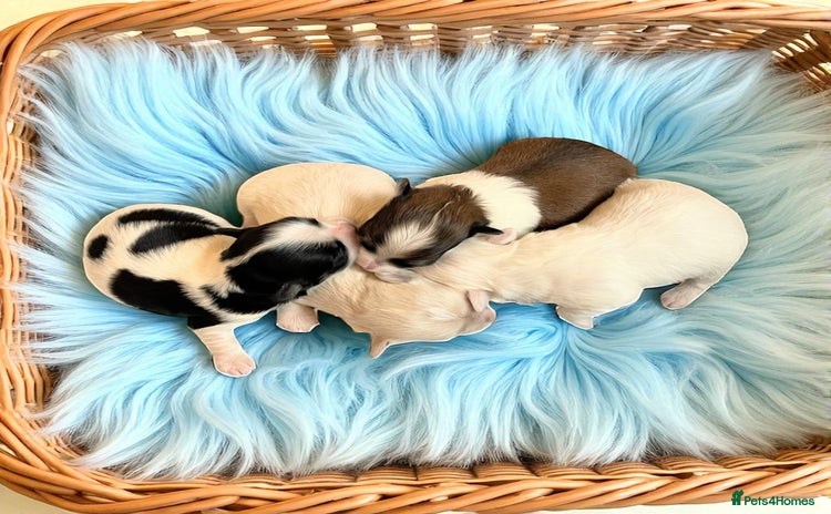 Havanese dogs - Advert 1