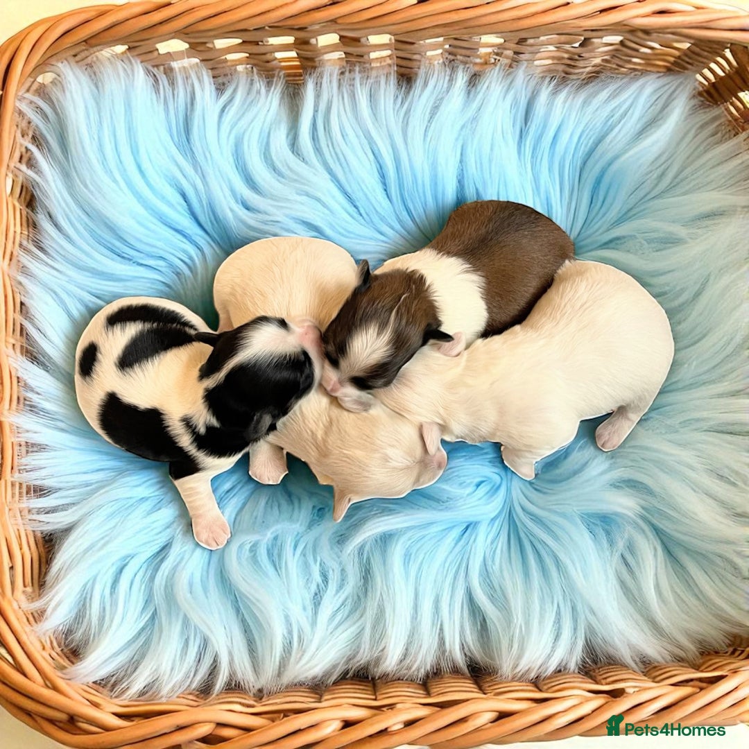 Havanese dogs for sale: Pure Havanese from 5star licensed breeder  - Image 1