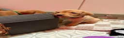 Labrador Retriever dogs for sale: Two amazing pups left from litter of 6 - Advert 25