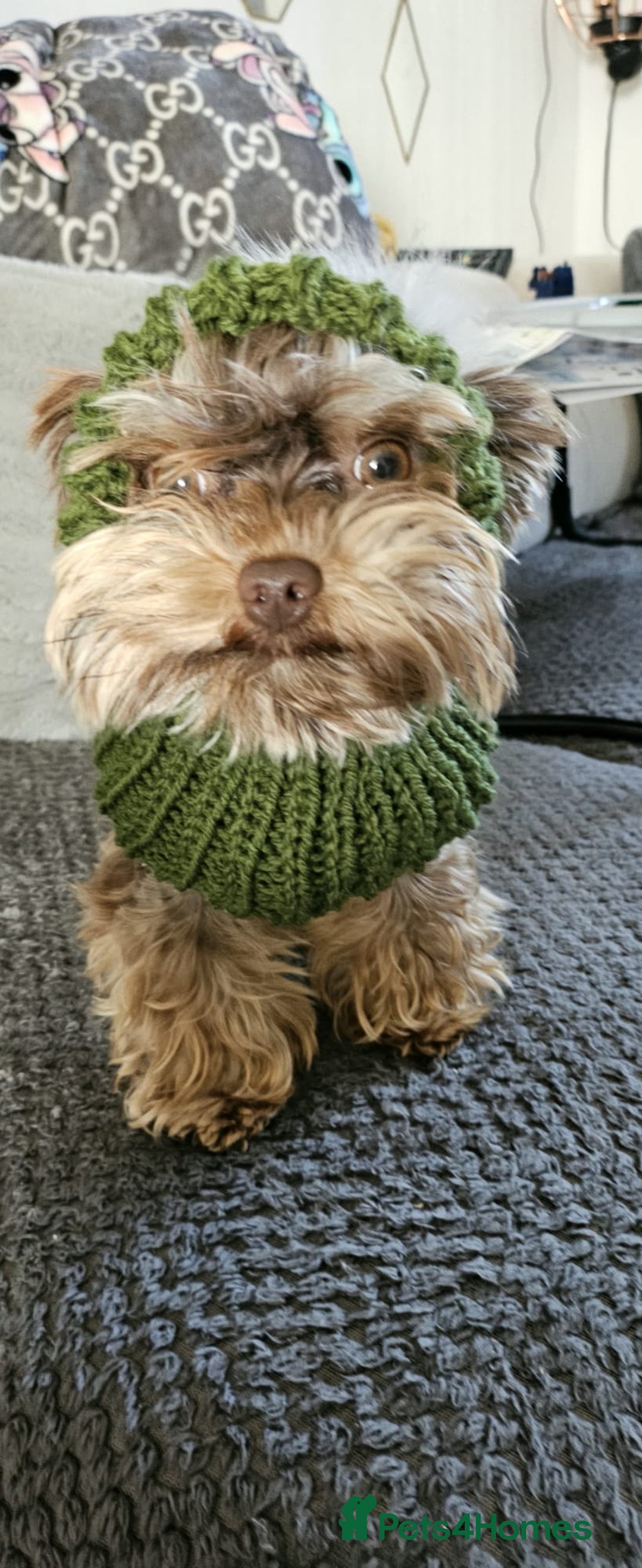 Yorkshire Terrier dogs for sale: Tiny miniature Yorkshire terriers - Advert 16