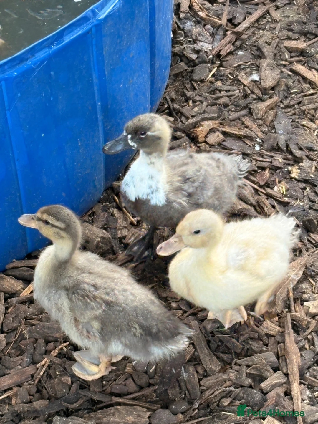 Ducks poultry for sale: Call ducks for sale  - Advert 2
