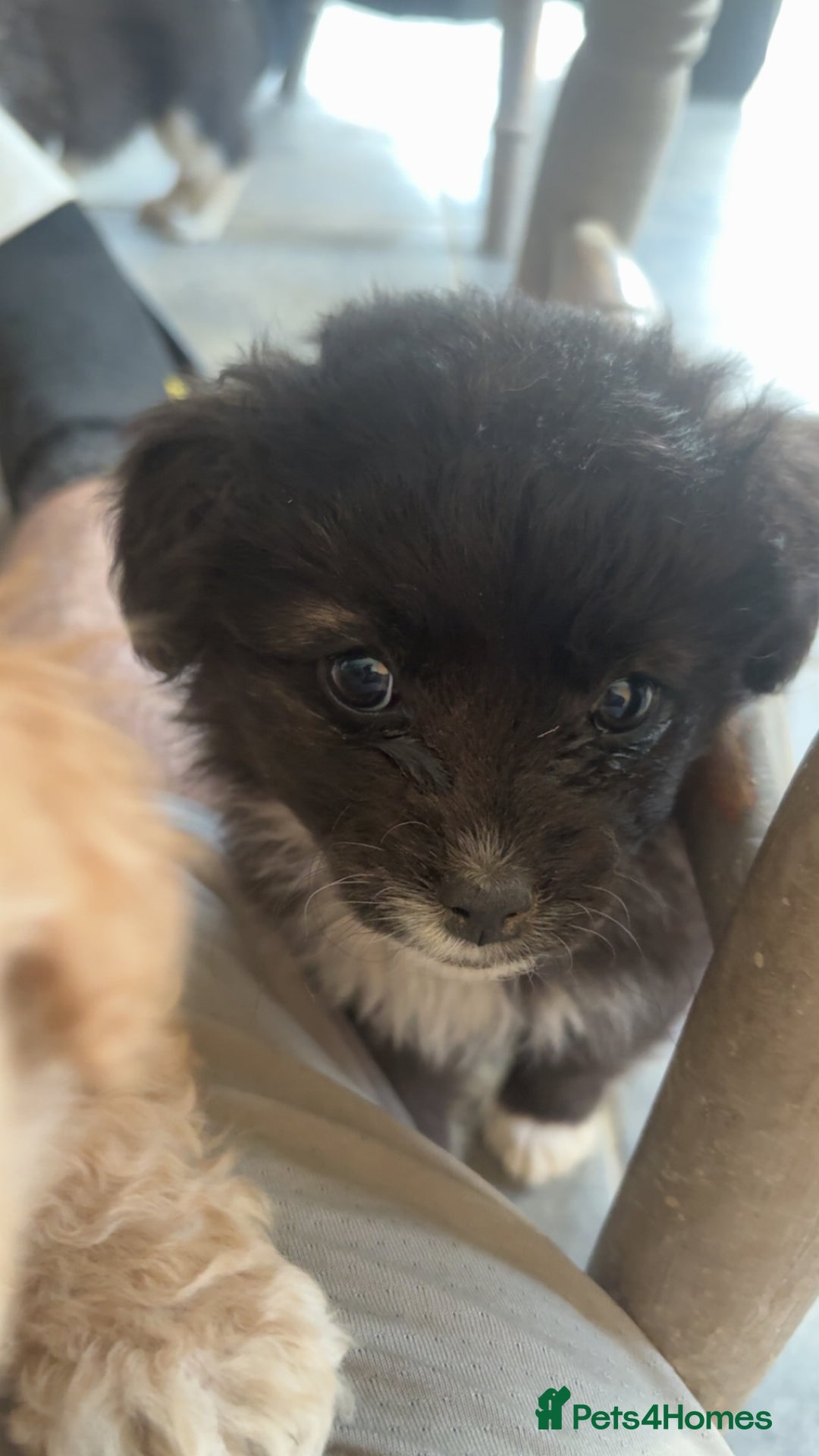 Mixed Breed dogs for sale: Cute Corgipoo s in need of home !! - Advert 2