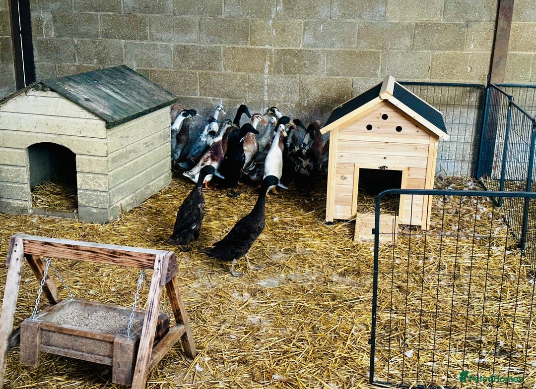 Ducks poultry for sale: Indian Runner Ducks - READY NOW - Advert 3