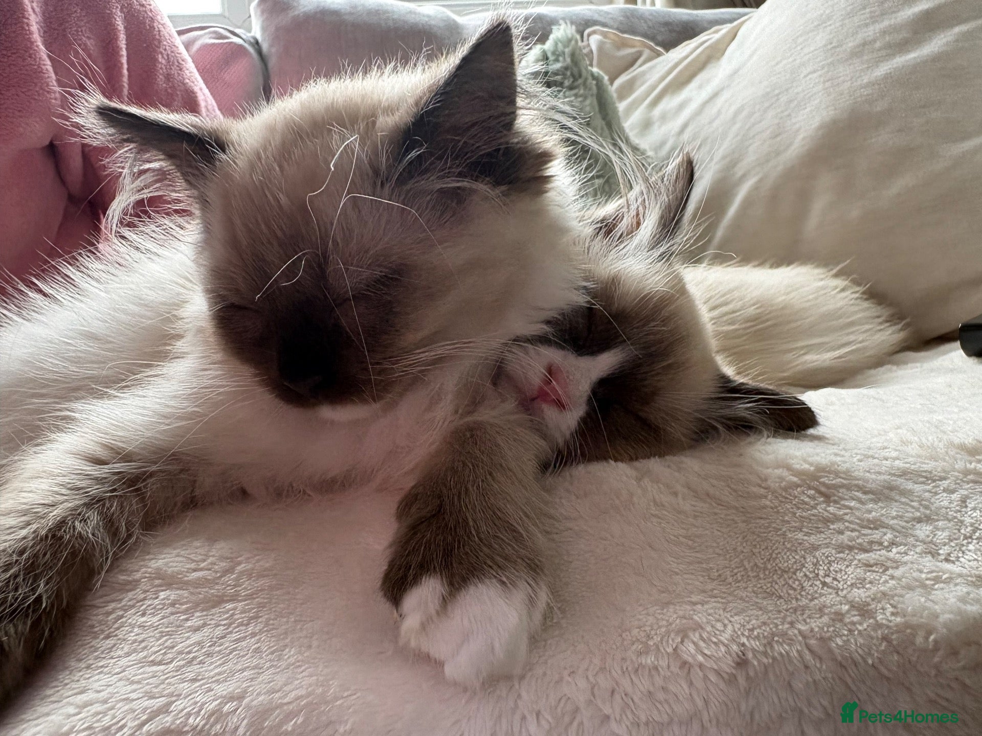 Ragdoll cats 2 female ragdoll kittens £800  - Advert 15