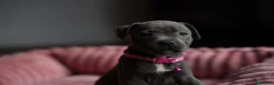 Staffordshire Bull Terrier 3