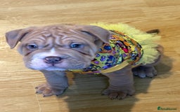Mixed Breed dogs for sale: Bullpei  - Image 1