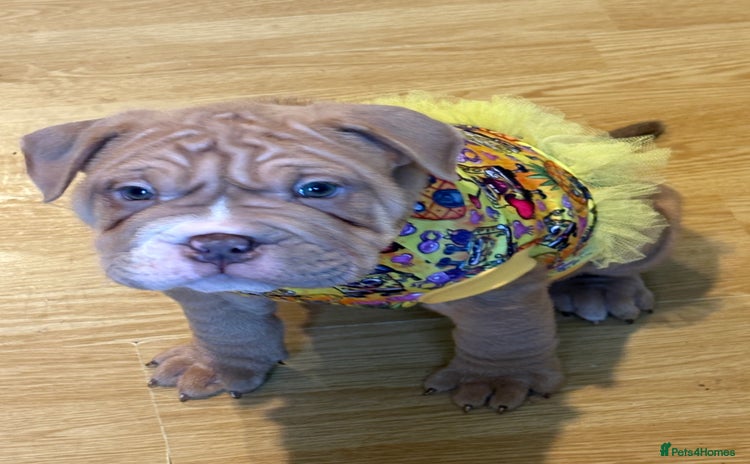 Mixed Breed dogs - Advert 2