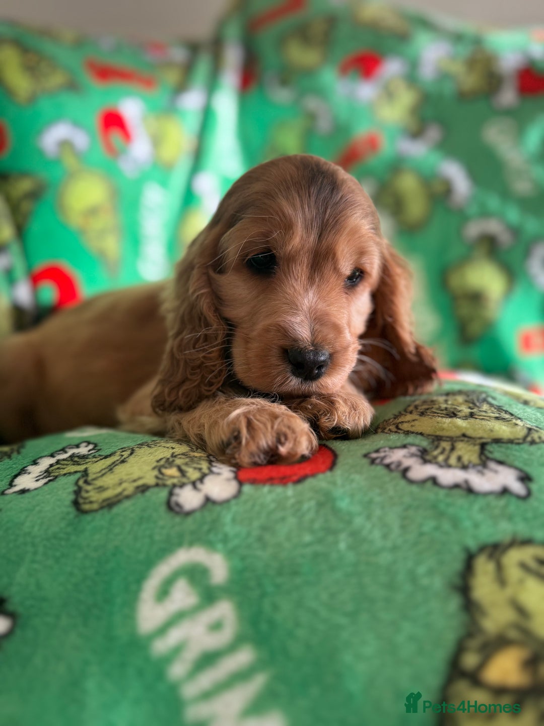 Cocker Spaniel dogs for sale: Show type boys   - Advert 10