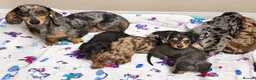 Miniature Dachshund dogs for sale: Beautiful Dapples 5 Star Licensed 5 Star reviews  - Advert 16