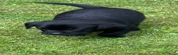 Labrador Retriever dogs for sale: RKC Black Labrador Puppies for Sale - Advert 23
