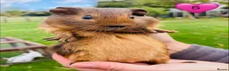 Guinea Pig rodents for sale: Californian Guinea pigs - Advert 5