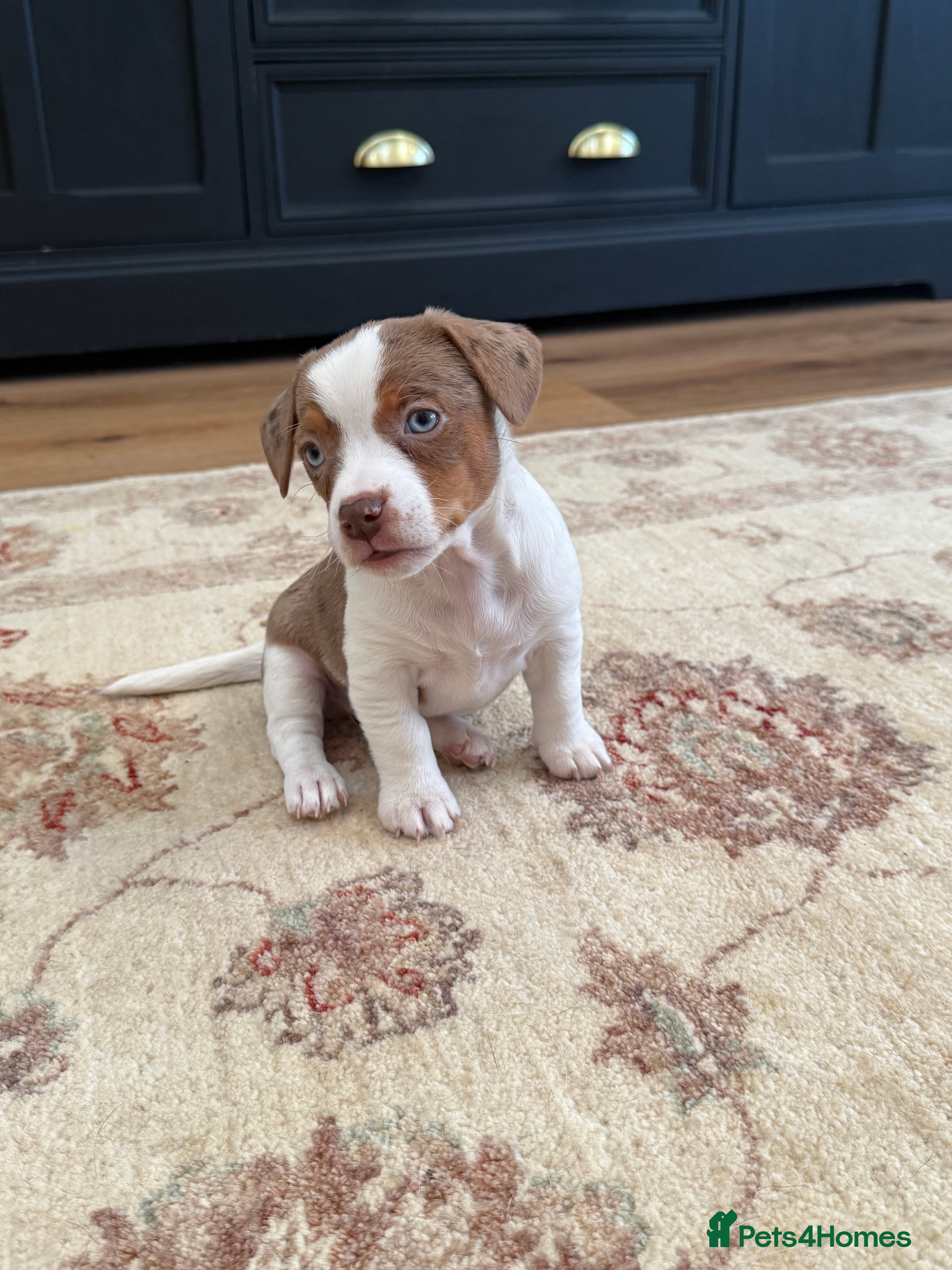 Jack Russell dogs Very unusual Jack Russell puppies - home raised  - Advert 2