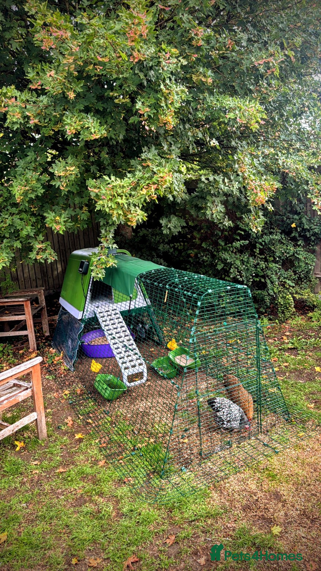Chickens poultry for sale: 2 Batam Chickens & Coop - Image 1