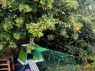 Chickens poultry - Advert 17