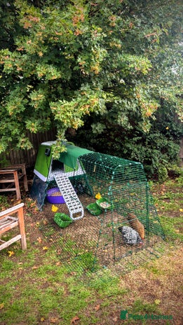 Chickens poultry - Advert 15