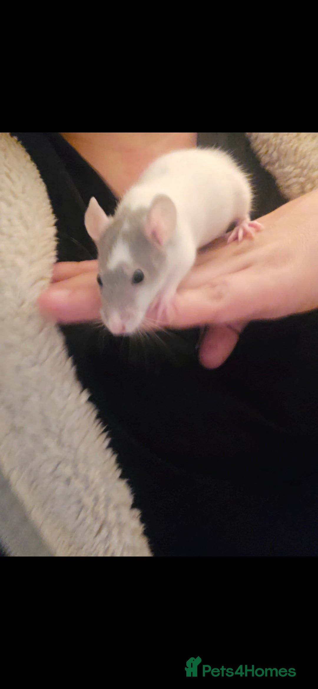 Rat rodents for sale: 10 girls and 11 boys available  - Advert 3