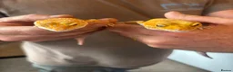 Leopard Gecko reptiles for sale: 2 mature tangerine leopard geckos  in Hornchurch - Advert 6