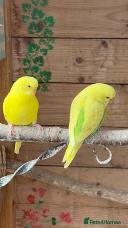 Budgerigars birds in Northampton - Advert 14