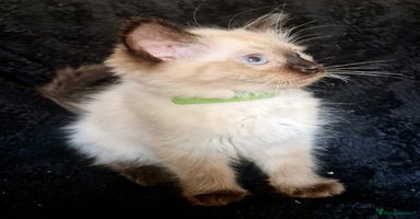 Ragdoll cats - Advert 16