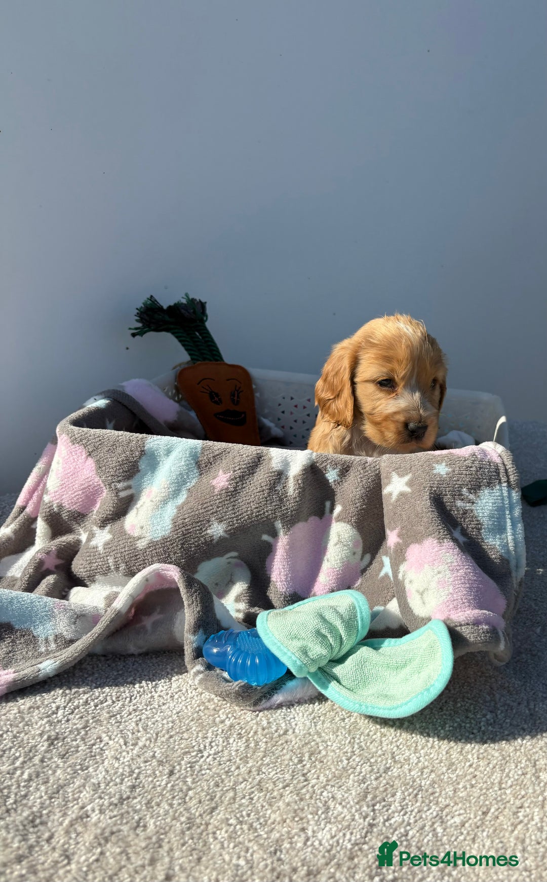 Cocker Spaniel dogs for sale: Show Cocker Spaniel puppies - Image 9