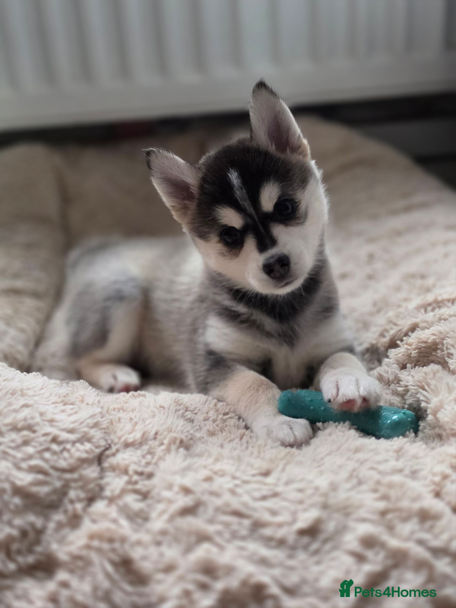 Pomsky dogs 1 boy and 1 girl available 🥰 - Advert 6