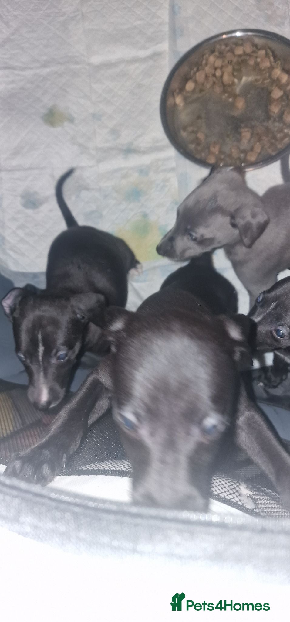 Whippet dogs Whippet puppies ready to reserve - Advert 14