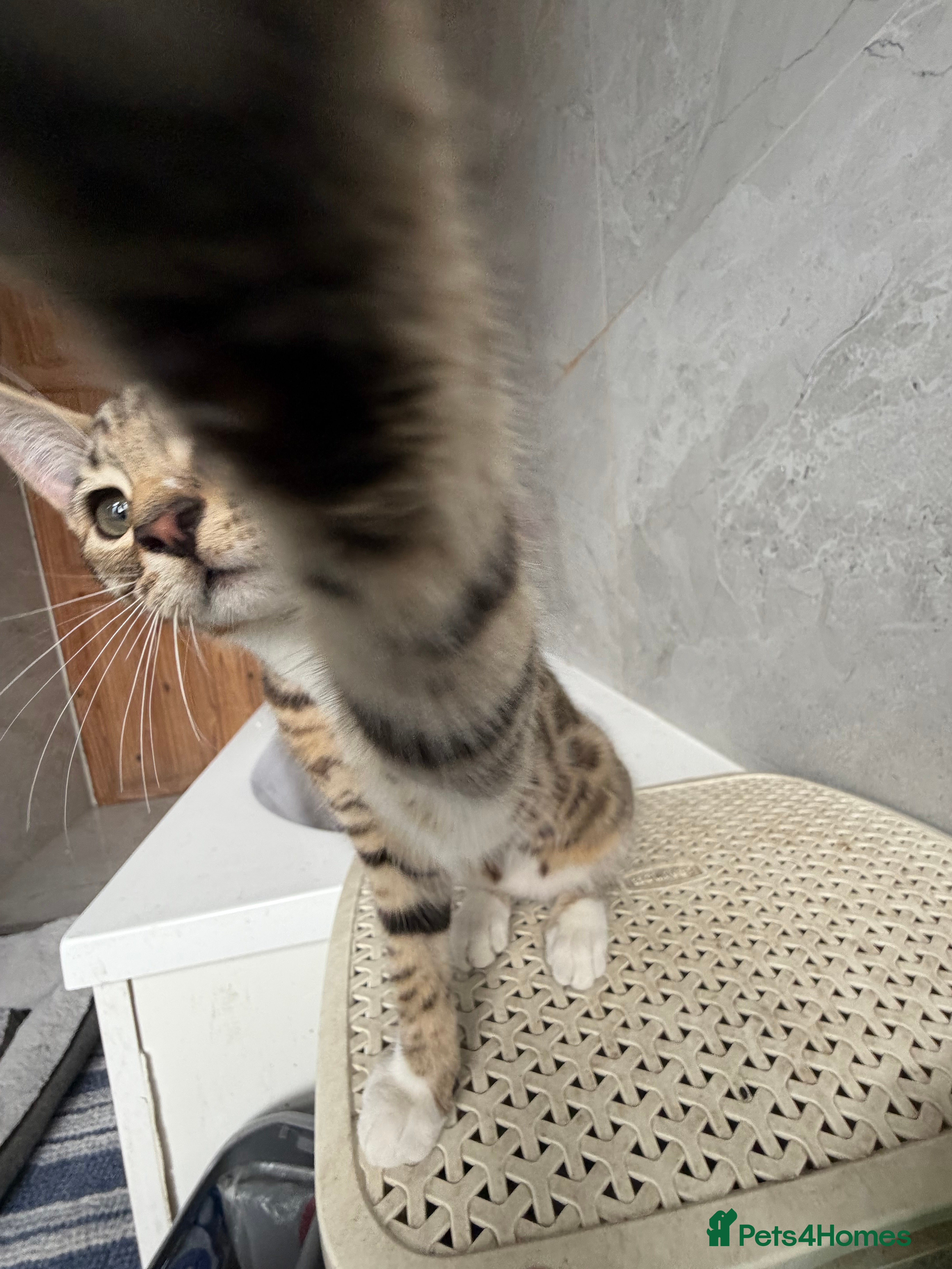 Mixed Breed cats for sale: BENGAL MIX KITTENS 4 SALE SOUTH LONDON - Advert 25