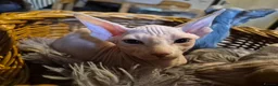Sphynx cats for sale: Pick of litter left 1 stunning male sphynx kitten - Advert 6