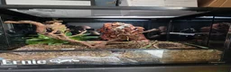Gecko reptiles for sale: Red Striped Gargoyle Gecko Bioactive Set Up - Advert 2