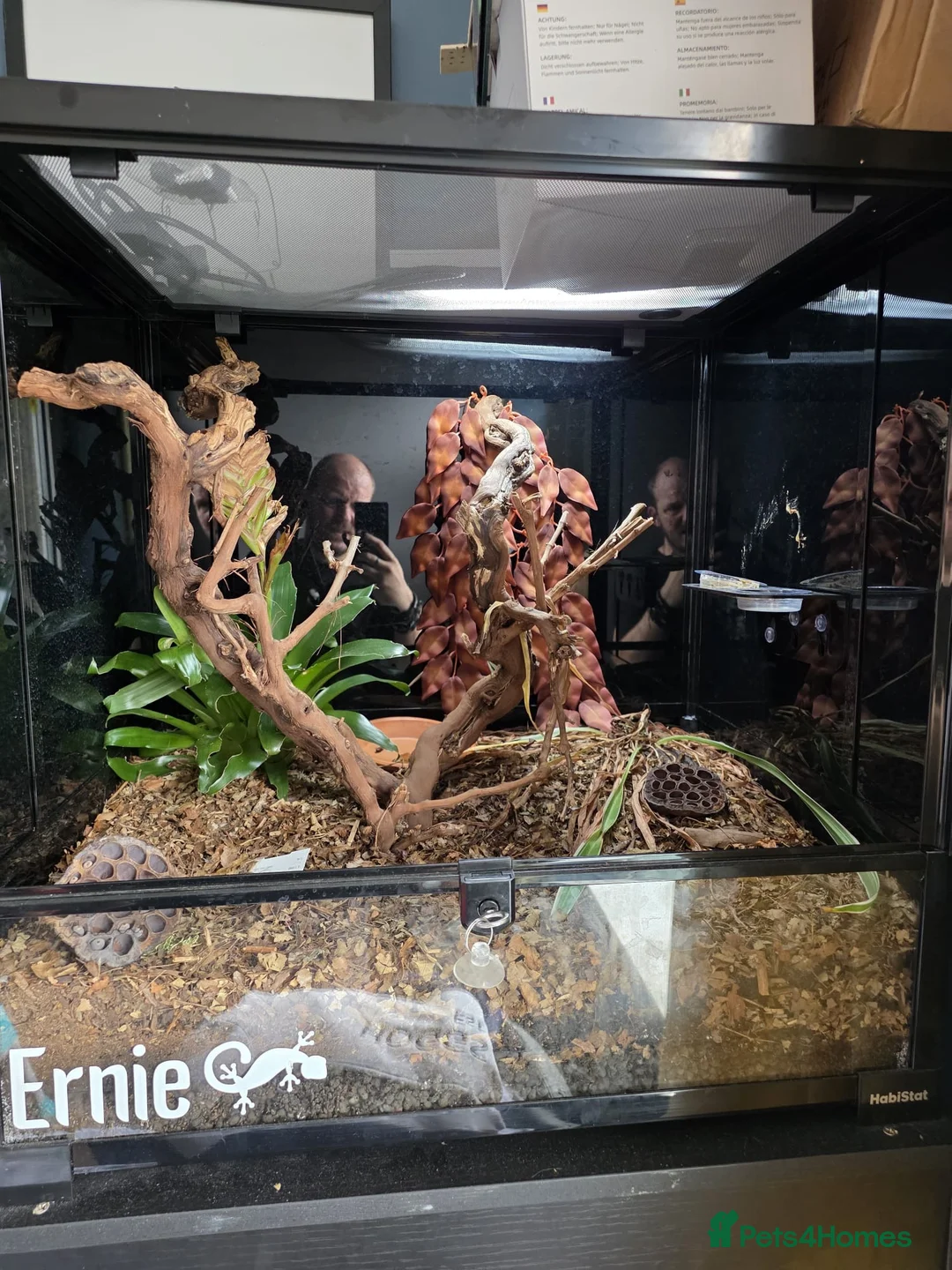 Gecko reptiles for sale: Red Striped Gargoyle Gecko Bioactive Set Up - Advert 2