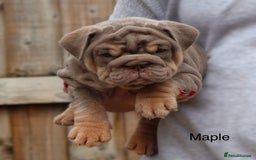 English Bulldog dogs for sale: Outstanding English bulldog puppies - Image 12