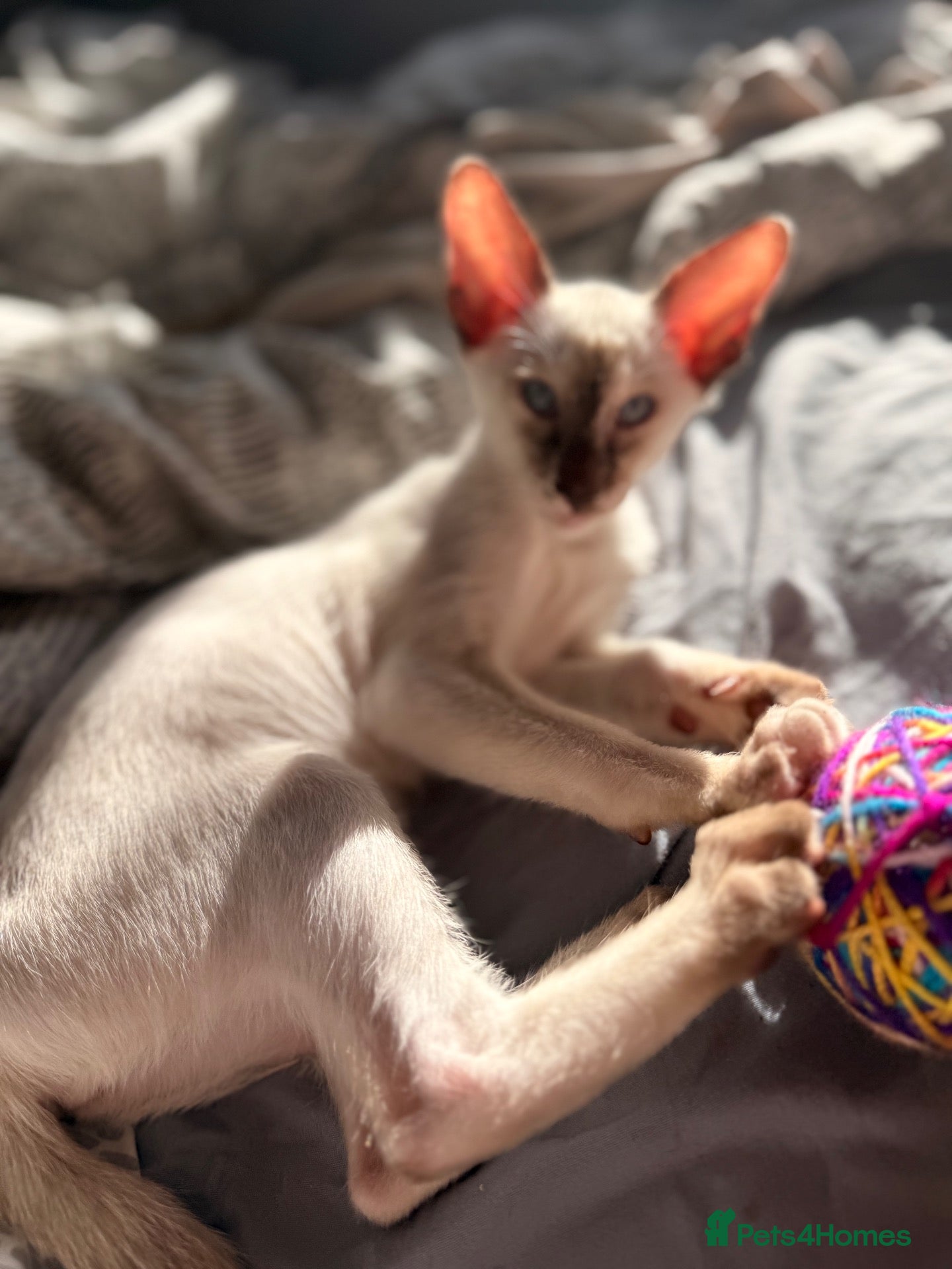 Oriental cats for sale: Beautiful Siamese & Oriental Kittens - last girl!  - Advert 2