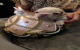 French Bulldog dogs for sale: French Bulldog Puppies - Image 5