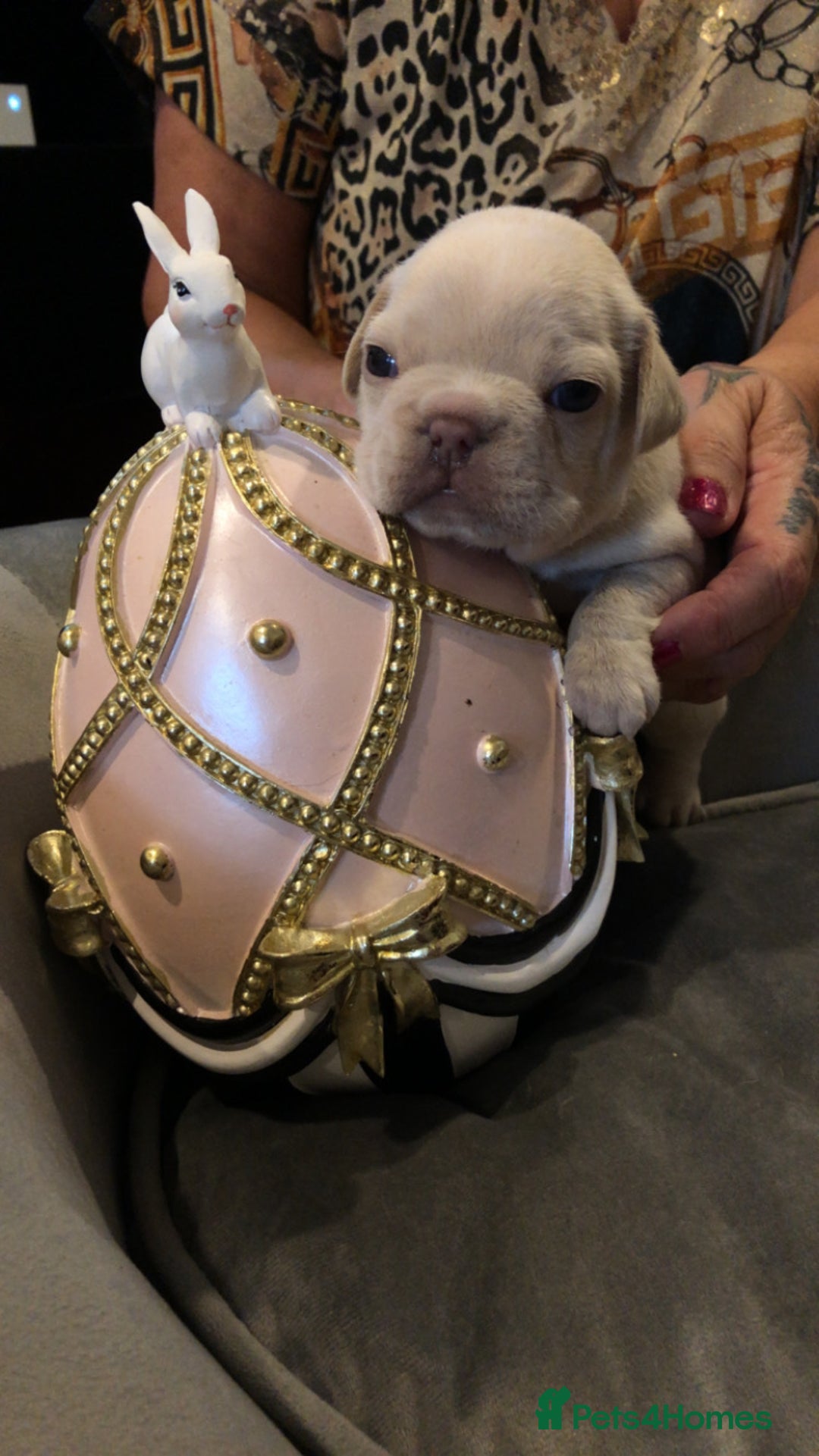 French Bulldog dogs for sale: French Bulldog Puppies - Image 5