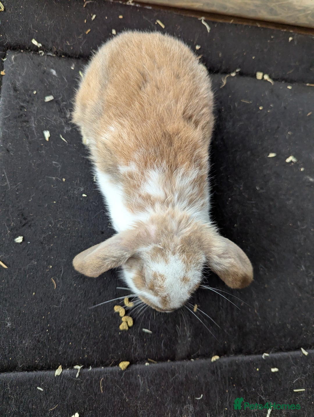English Lop rabbits for sale: Lop mixed dot baby rabbits  - Advert 4