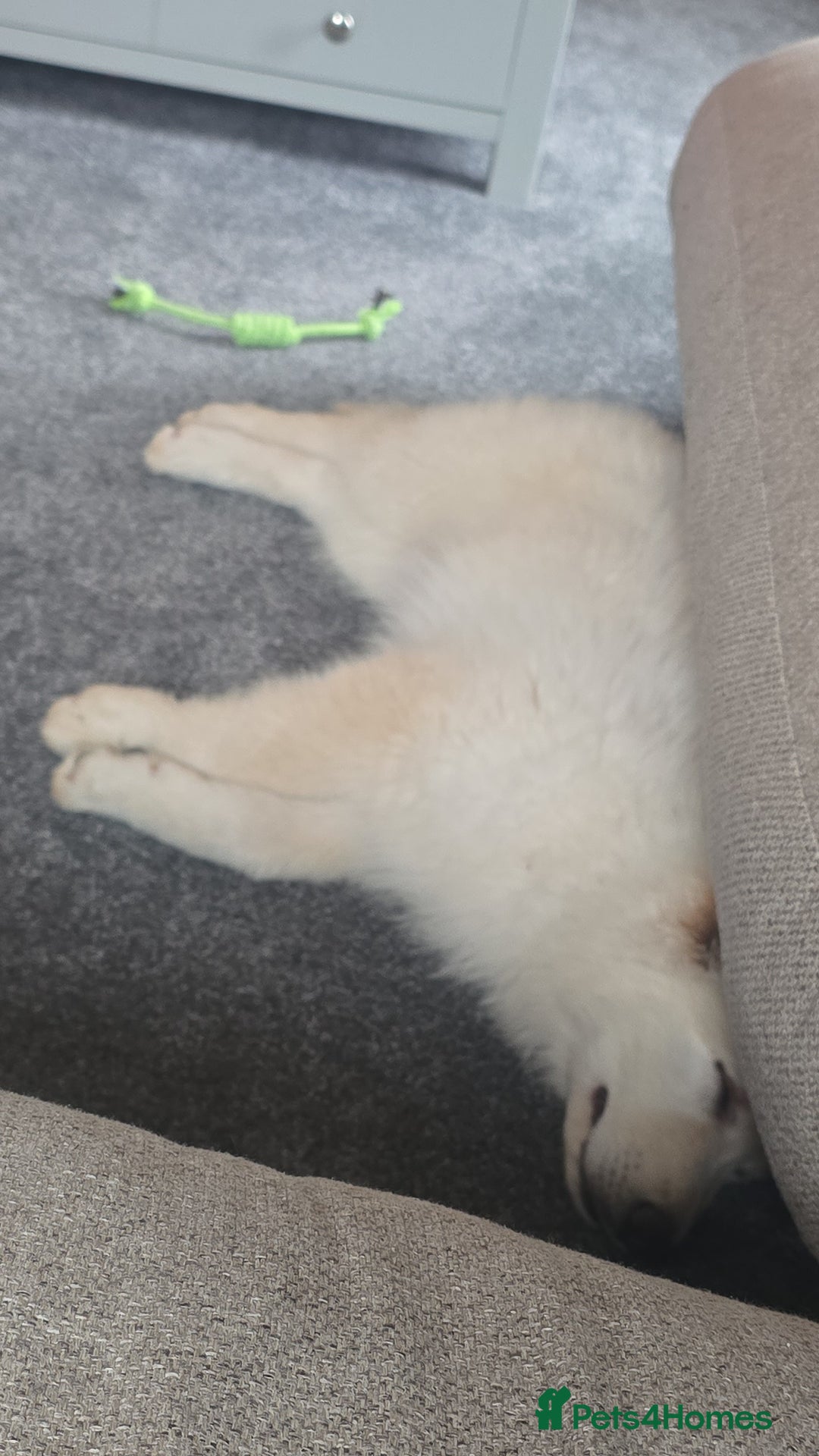 German Shepherd dogs for sale: 14 week old white German-shepherd - Image 8