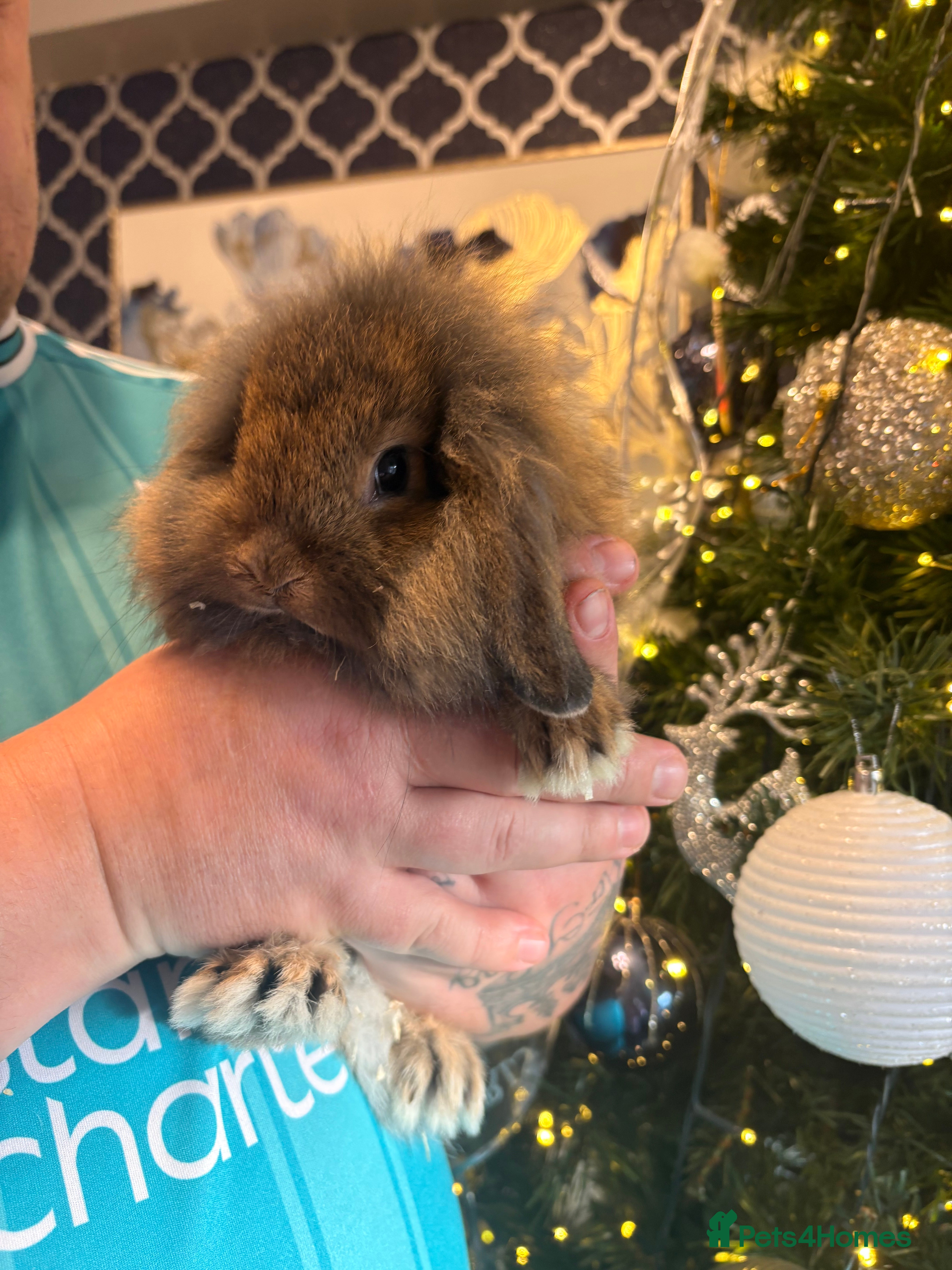 Mixed Breed rabbits Dwarf lion head/mini lop babies  - Advert 5