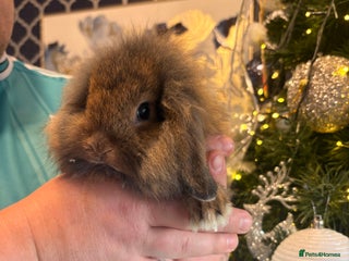Mixed Breed rabbits Dwarf lion head/mini lop babies - Advert 5