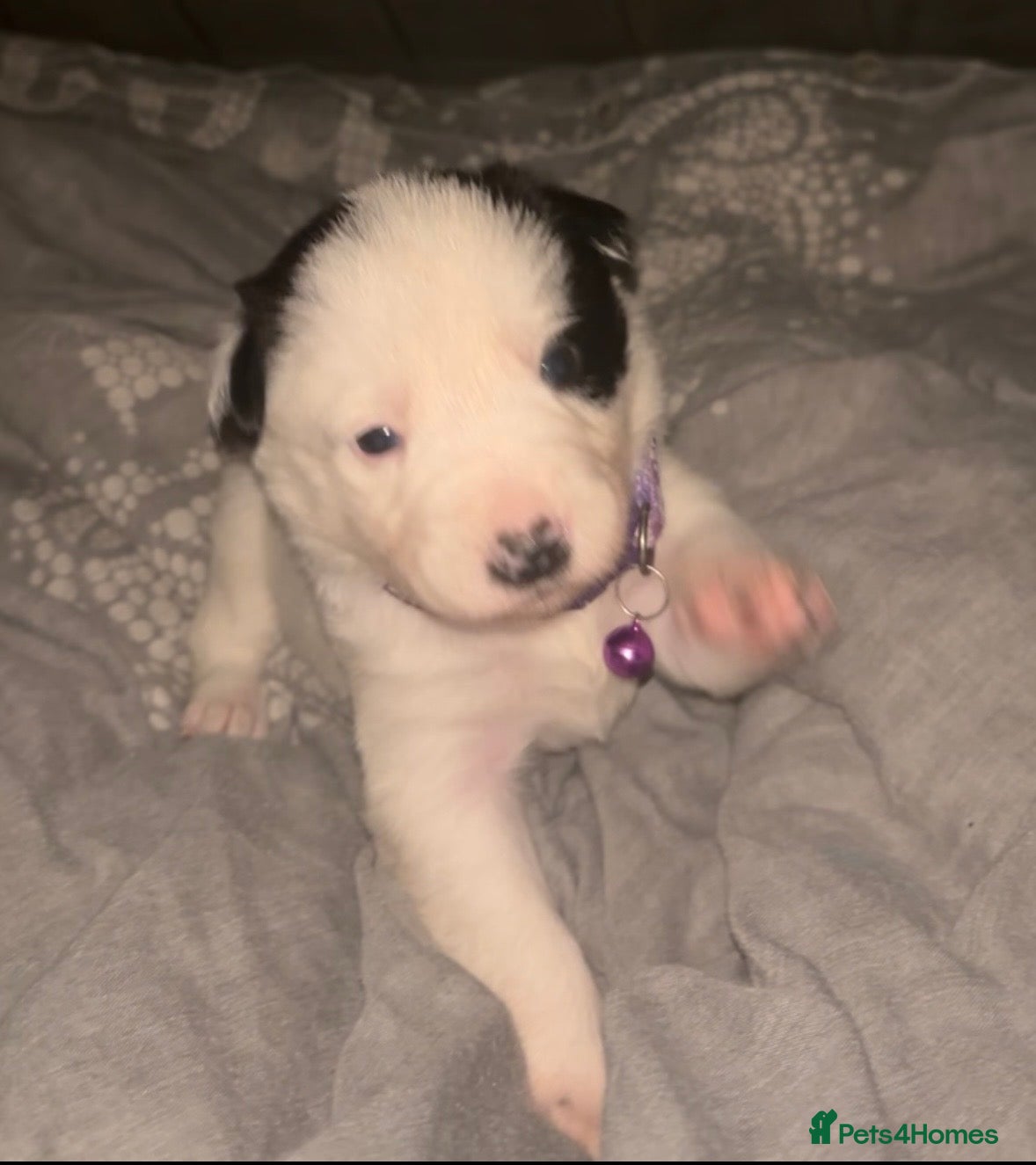 Border Collie dogs Border collie pups - Advert 4