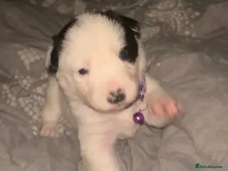 Border Collie dogs Border collie pups - Advert 4