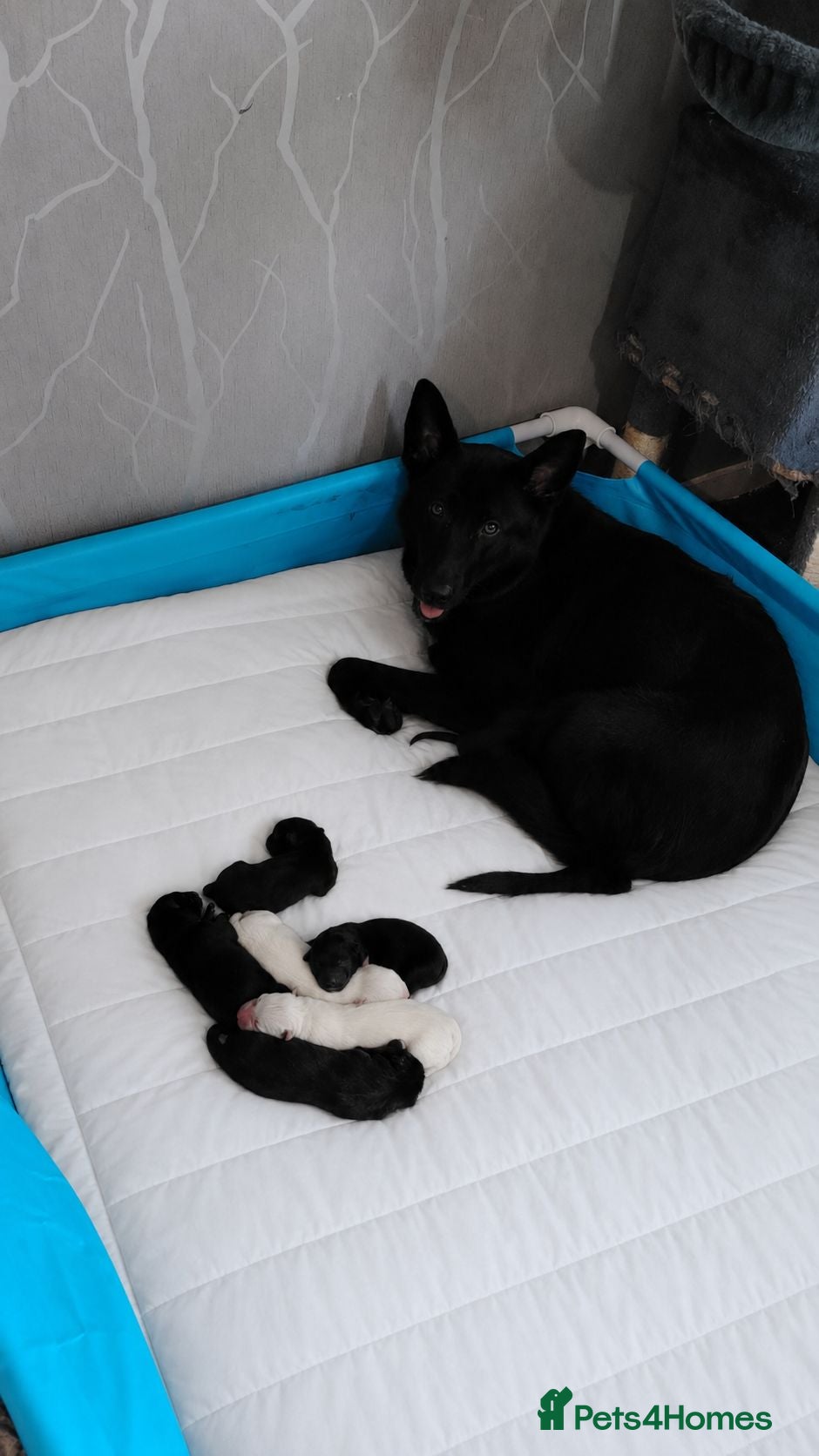 Mixed Breed dogs German Shepherd cross puppies.  - Advert 1