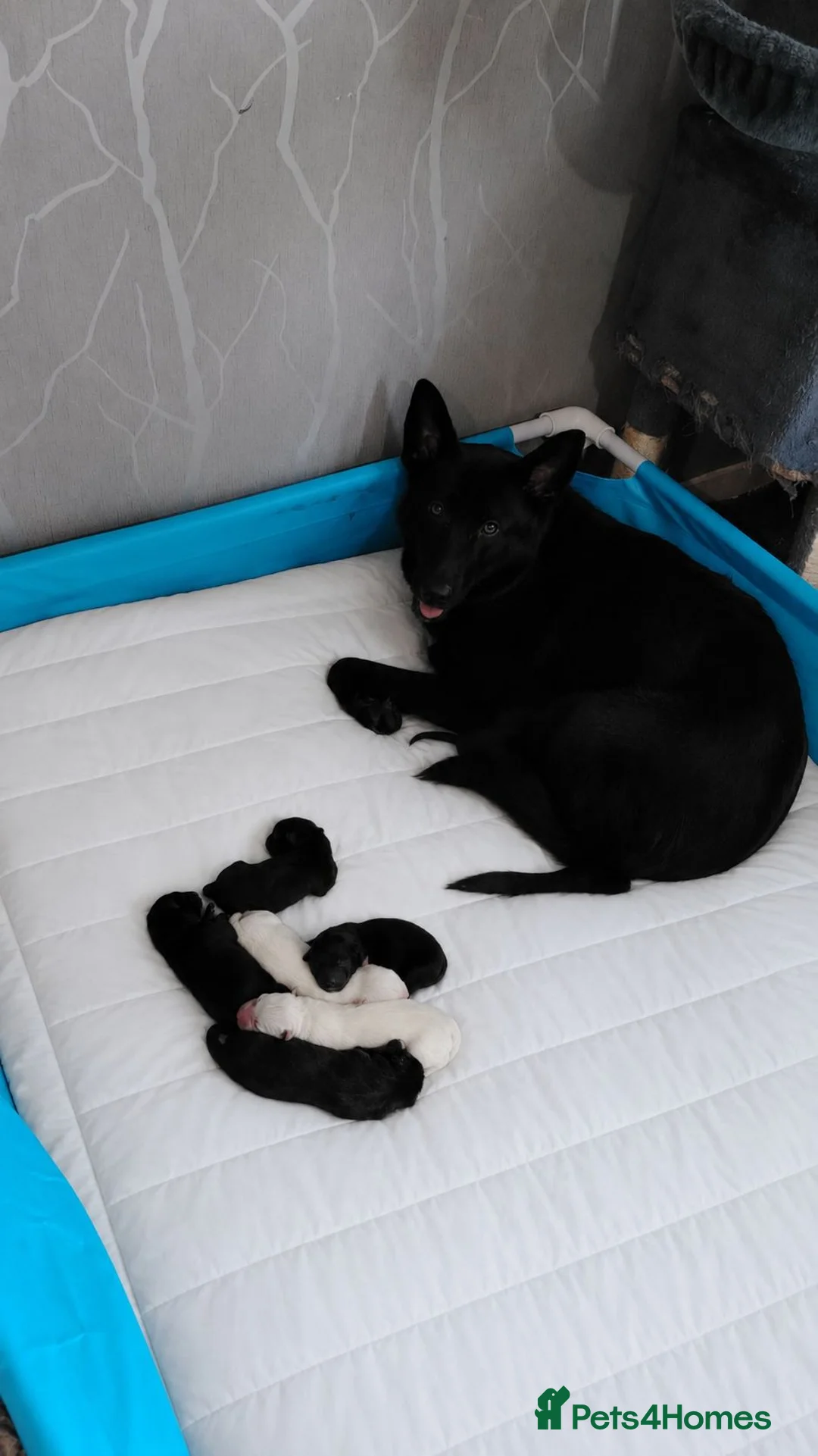Mixed Breed dogs for sale: German Shepherd cross puppies.  - Advert 1