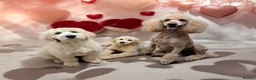 Mixed Breed dogs for stud: Standard F1 Goldendoodle for stud in Preston - Advert 5
