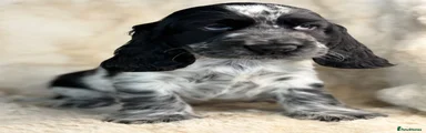 Cocker Spaniel 1