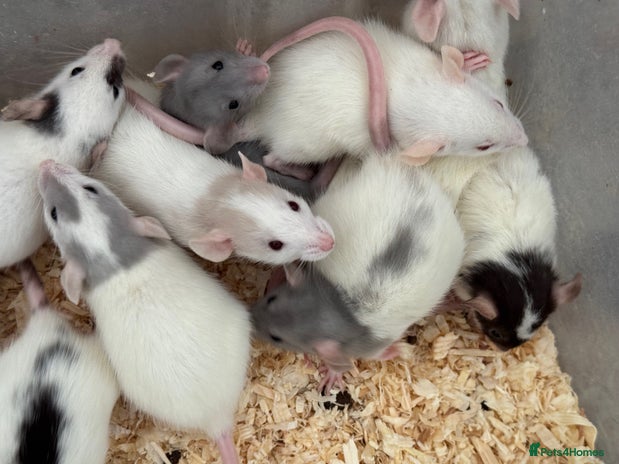 Rat rodents Baby Dumbo Rats FOR SALE - Advert 2