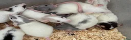 Rat rodents for sale: Baby Dumbo Rats FOR SALE - Advert 1