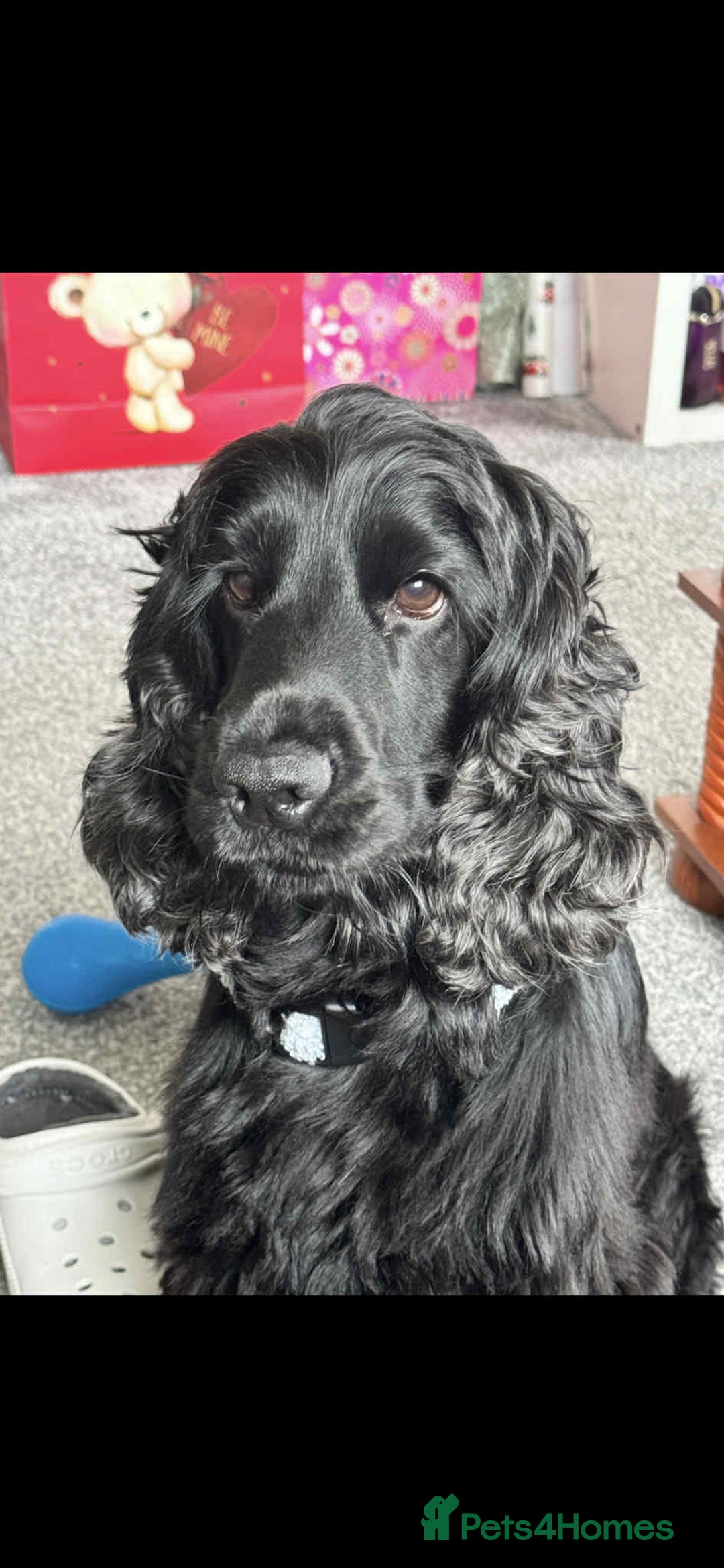 Cocker Spaniel dogs for stud: Dale  - Advert 1